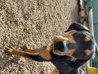 Adopt Lola a Black - with Tan, Yellow or Fawn Hound (Unknown Type) / Doberman