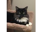Adopt Demeter22 a Domestic Longhair / Mixed (long coat) cat in Youngsville