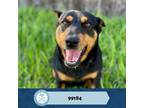 Adopt Luna a Black Doberman Pinscher / Mixed dog in Edinburg, TX (33614999)