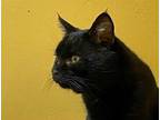 Adopt CLARENCE* a All Black Domestic Shorthair / Mixed (short coat) cat in Santa