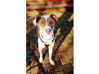 Adopt Crawley a White - with Brown or Chocolate American Pit Bull Terrier /