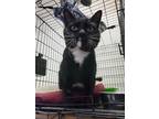 Adopt Fern a Black & White or Tuxedo Domestic Shorthair (short coat) cat in