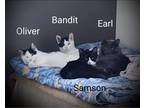 Adopt Oliver, Bandit, Earl, Samson a Black & White or Tuxedo Domestic Mediumhair
