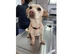 Adopt Shakira a Tan/Yellow/Fawn Labrador Retriever / Dachshund dog in La Jolla