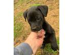 Adopt Amar a Black Labrador Retriever dog in Hudson, NH (33614496)
