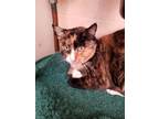 Adopt Isabella a Snowshoe / Mixed (short coat) cat in Buena Park, CA (33614429)