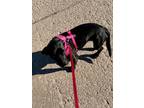 Adopt Twisted a Black Corgi / Dachshund / Mixed dog in Astoria, NY (33614000)