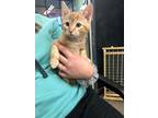 Adopt Grand Canyon a Orange or Red Domestic Shorthair (short coat) cat in