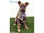 Adopt Nancy a Brindle - with White Australian Cattle Dog / Dutch Shepherd /