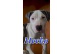 Adopt Meeko a Brindle - with White Cane Corso / Pit Bull Terrier / Mixed dog in