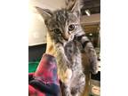 Adopt Piza a Tan or Fawn Tabby Domestic Shorthair (short coat) cat in