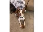 Adopt Sadie a Brown/Chocolate - with White American Pit Bull Terrier / Dachshund