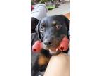 Adopt Sheldrake a Black - with Tan, Yellow or Fawn Rottweiler / Mixed dog in