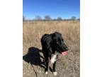 Adopt Tux a Black - with White Australian Shepherd / Border Collie / Mixed dog