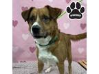 Adopt Copper a Brown/Chocolate Hound (Unknown Type) / Beagle / Mixed dog in