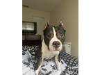 Adopt Bella a Black - with White American Pit Bull Terrier / American Pit Bull