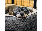 Adopt Sadie a Standard Schnauzer / Poodle (Miniature) / Mixed dog in Cuyahoga