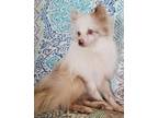 Adopt Carl a White - with Brown or Chocolate Pomeranian / Mixed dog in
