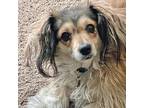 Adopt Noelle a Papillon / Dachshund / Mixed dog in Las Vegas, NV (33612886)
