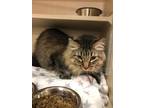 Adopt Tubby a Brown Tabby Domestic Longhair (long coat) cat in Lloydminster