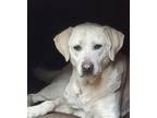 Adopt Lucky Charms a Tan/Yellow/Fawn Labrador Retriever / Doberman Pinscher /