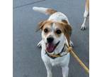 Adopt Guillotine a White - with Tan, Yellow or Fawn Beagle / Terrier (Unknown