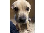 Adopt Meagan a Terrier (Unknown Type, Medium) / Mixed dog in Calverton