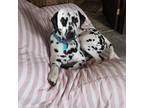 Adopt Dominick a Black Dalmatian / Mixed dog in Sinking Spring, PA (33612292)