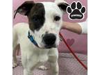 Adopt PATCH a White American Staffordshire Terrier / Mixed dog in Tangent