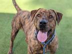 Adopt *EINSTEIN a Brindle Mastiff / Mixed dog in Camarillo, CA (33264019)
