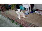 Adopt Teva a White - with Black Bull Terrier / Mastiff / Mixed dog in Austin