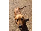 Adopt Lionel a Brown/Chocolate Anatolian Shepherd / Golden Retriever / Mixed dog