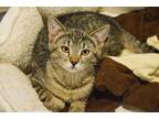 Adopt Herve a Brown Tabby Domestic Shorthair (short coat) cat in Lincoln