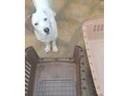 Adopt Lani a White Beagle / Corgi / Mixed dog in Hoboken, NJ (33611429)
