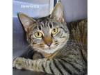 Adopt Henrietta a Brown or Chocolate Domestic Shorthair / Mixed cat in
