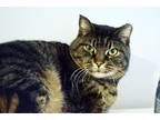 Adopt Bert Goodhue a Brown Tabby Domestic Shorthair (short coat) cat in Lincoln