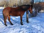 2 Year Old Mustang Filly