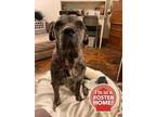 Adopt Diane a Gray/Blue/Silver/Salt & Pepper Mastiff / Mixed dog in Cincinnati