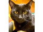 Adopt BENNY* a All Black Domestic Shorthair / Mixed (short coat) cat in Santa