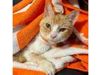 Adopt Festus a Orange or Red (Mostly) Domestic Shorthair / Mixed (short coat)