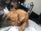 Adopt Toby a Brown/Chocolate - with Black Australian Cattle Dog / Mixed dog in