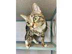 Adopt STEVEN a Gray, Blue or Silver Tabby Domestic Shorthair / Mixed (short