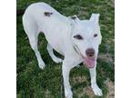 Adopt Rocket a White Pointer / Mixed dog in Dallas, TX (33610665)