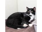 Adopt Billy Goat a All Black Domestic Shorthair / Domestic Shorthair / Mixed cat