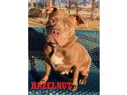 Adopt Hazelnut a Tan/Yellow/Fawn Pit Bull Terrier / Mixed dog in Gardnerville