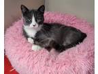 Adopt Nova a Brown or Chocolate (Mostly) Domestic Mediumhair (medium coat) cat
