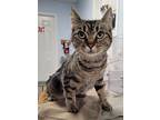 Adopt Ida a Brown Tabby Domestic Shorthair (short coat) cat in Creston