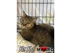 Kit Kat, Domestic Shorthair For Adoption In Maryville, Tennessee