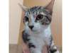 Dinky, Domestic Shorthair For 