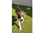 Keiko, American Pit Bull Terrier For Adoption In Twinsburg, Ohio